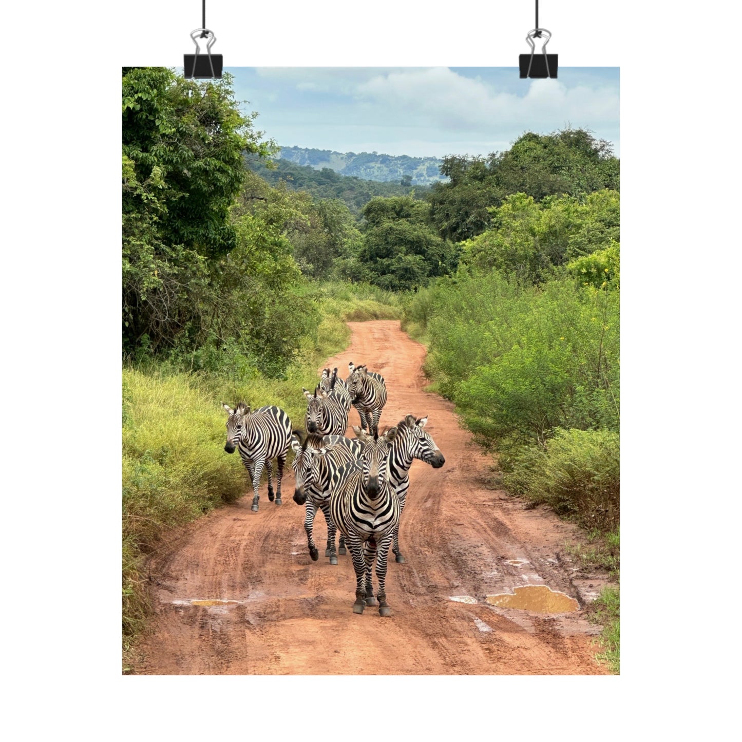 Zebras Premium Matte Vertical Posters