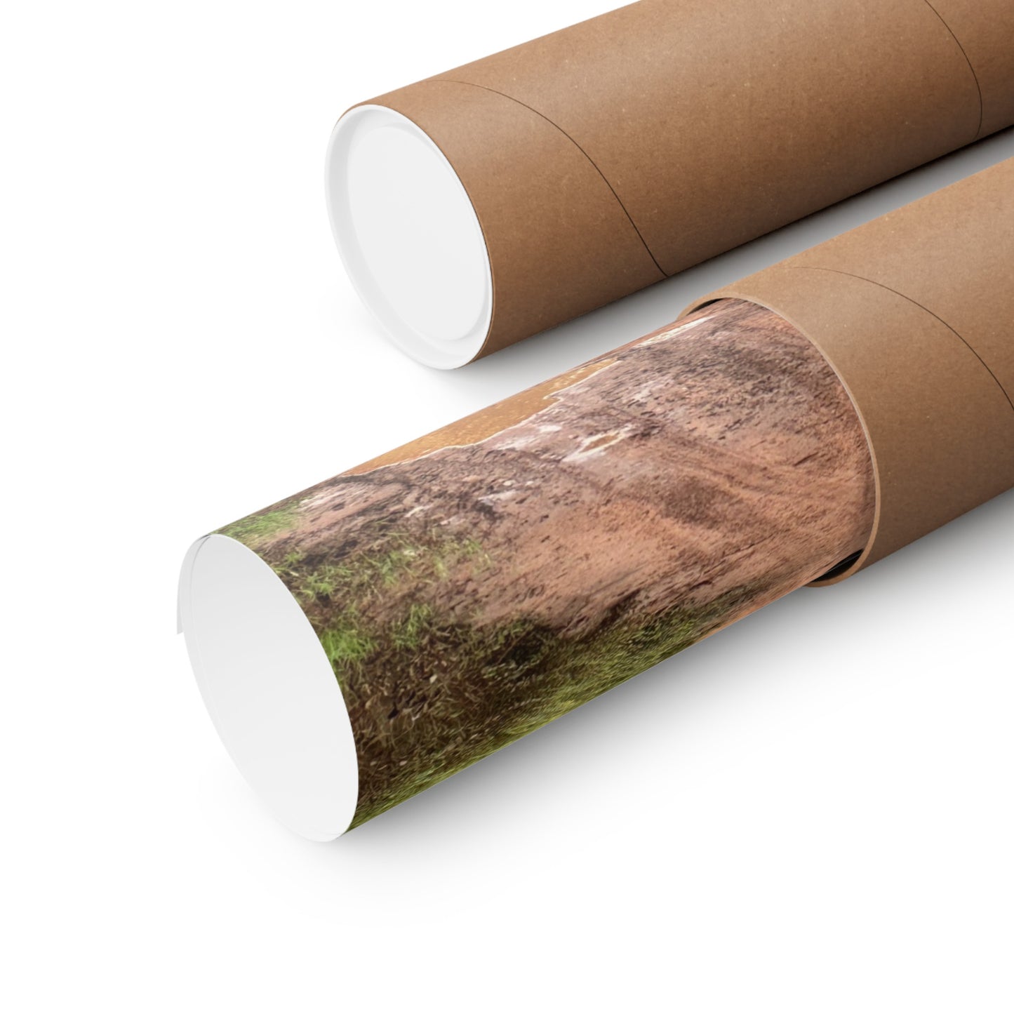 Zebras Premium Matte Vertical Posters