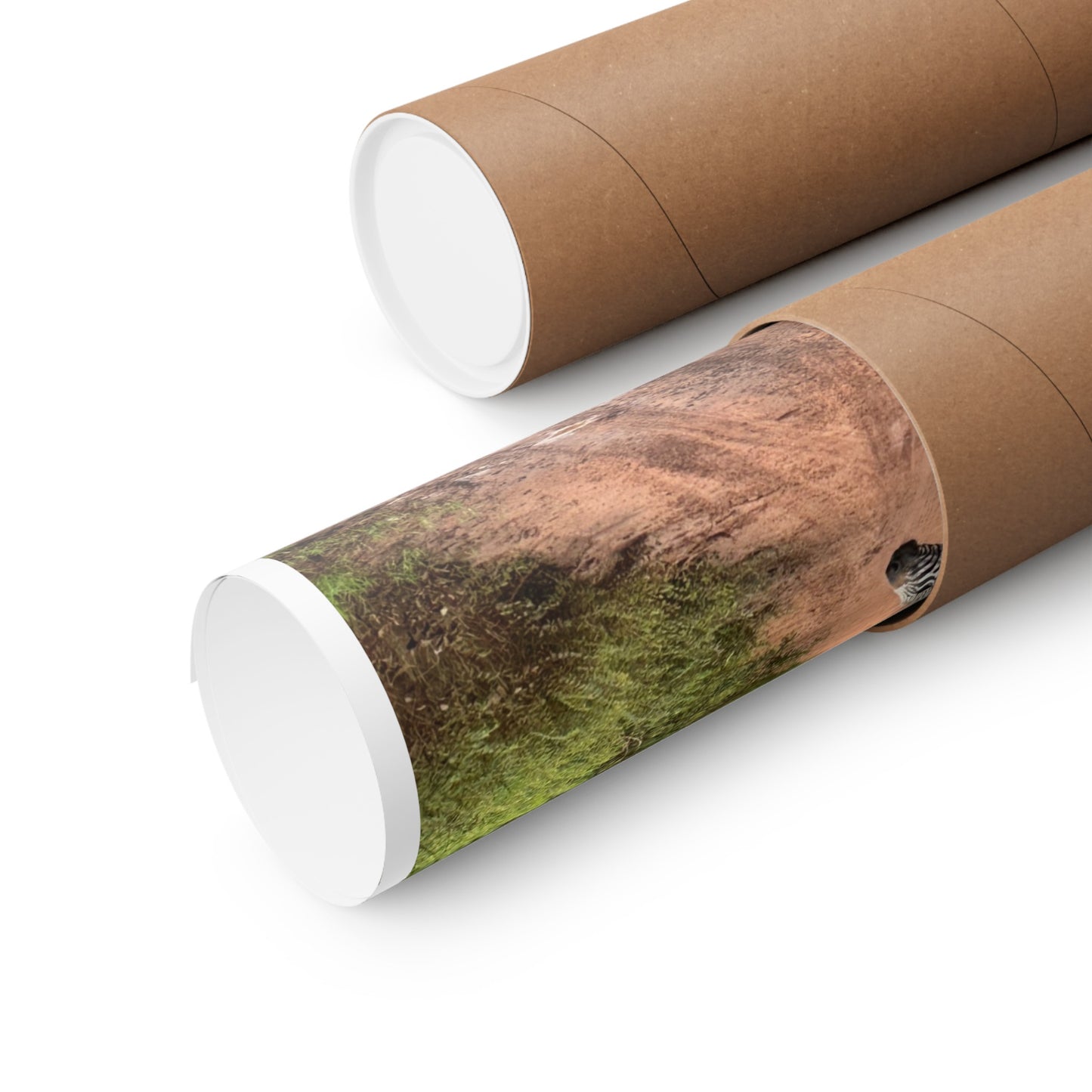 Zebras Premium Matte Vertical Posters