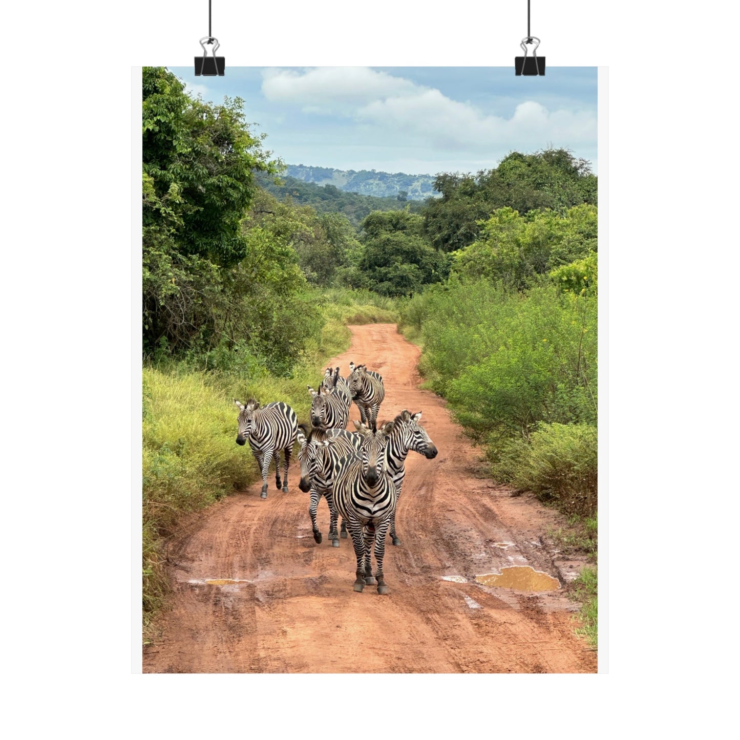 Zebras Premium Matte Vertical Posters