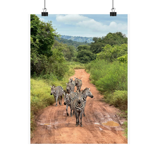 Zebras Premium Matte Vertical Posters