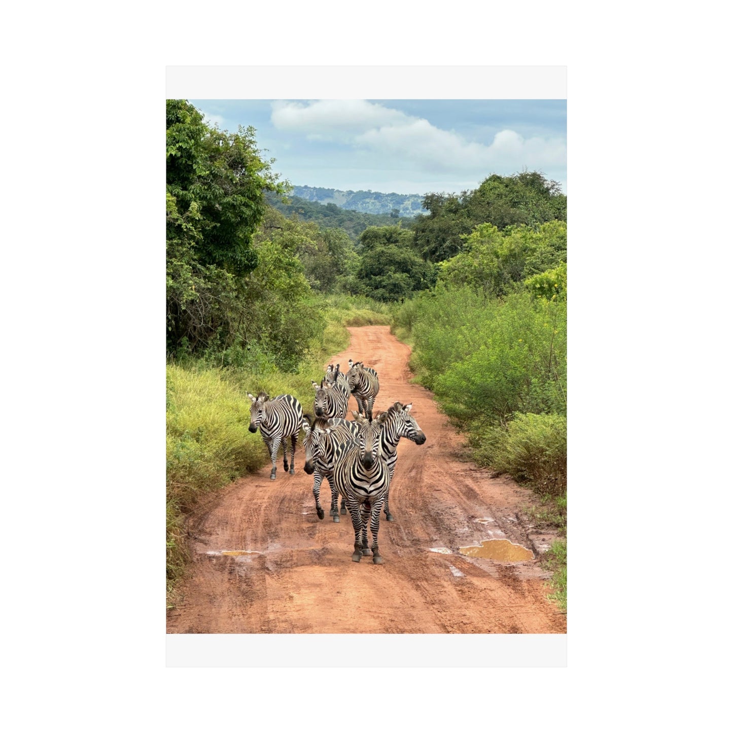 Zebras Premium Matte Vertical Posters